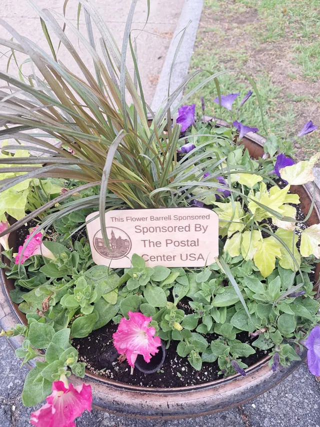 A sponsored flower barrel blooming with petunias on Main Street