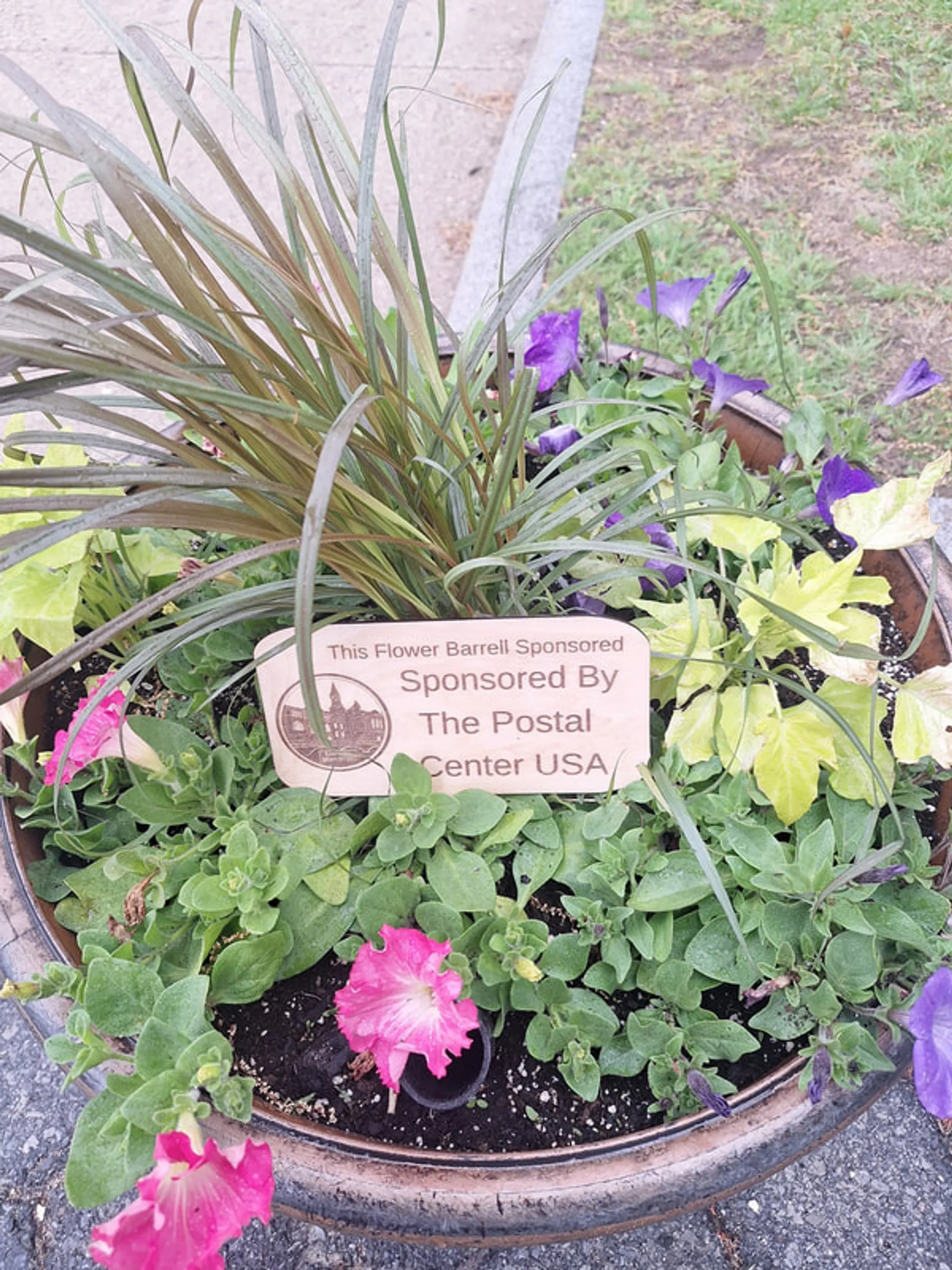 A sponsored flower barrel blooming with petunias on Main Street